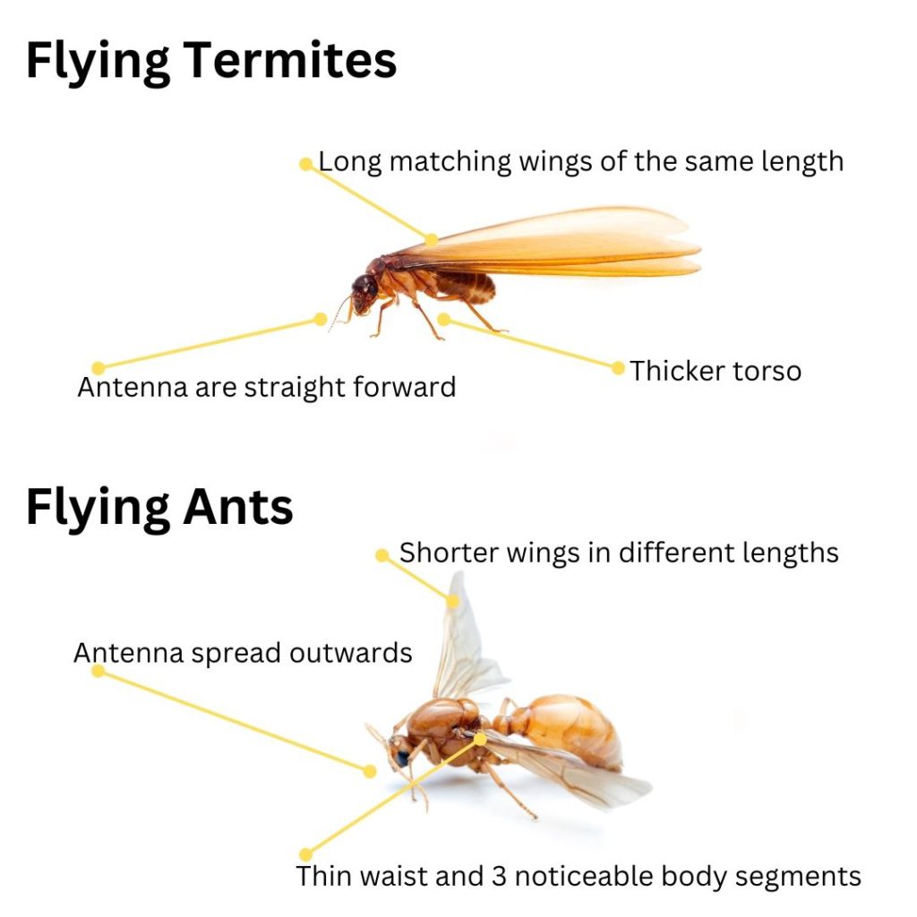 Flying Termites: Their Importance and How to React
