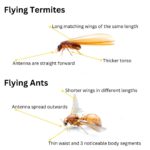 Flying Termites: Their Importance and How to React