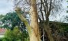 Spotted Gum Tree Struck by Lightning: Key Insights from Adamstown Heights