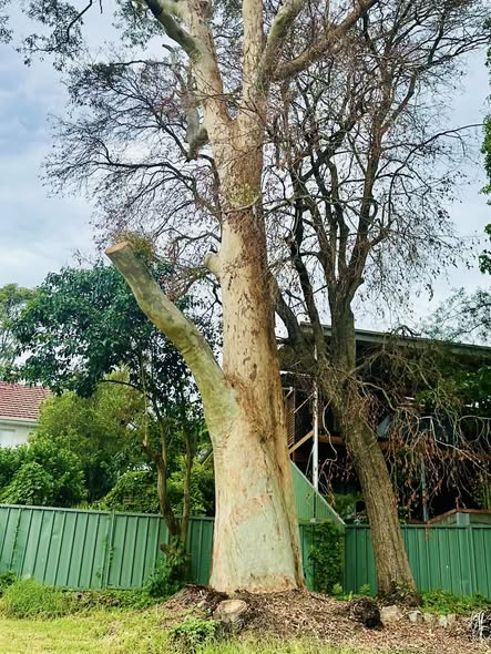 Spotted Gum Tree Struck by Lightning: Key Insights from Adamstown Heights