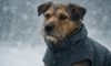 Weather-Resistant Gear for Pets: Essential Items to Have