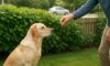 Bark Control Techniques: Effective Strategies for Reducing Dog Noise