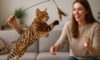 Bengal Cat Exercise Needs: Essential Tips for Their Wellbeing