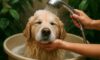 Water Conservation Tips for Bathing Your Pets at Home