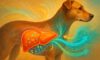 Liver Health for Dogs: Key Monitoring and Care Tips