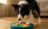 Border Collie Mental Stimulation: Engaging Tips for Play