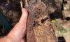Clay Soil Threatens Caboolture’s Pipes: The Hidden Dangers