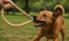 Hemp Dog Leashes: Strong and Durable Choices Available