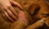 Flea Control for Pets: Top Autumn Prevention Tips