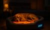 Temperature-Controlled Beds for Pets: Ensure Your Pet’s Comfort